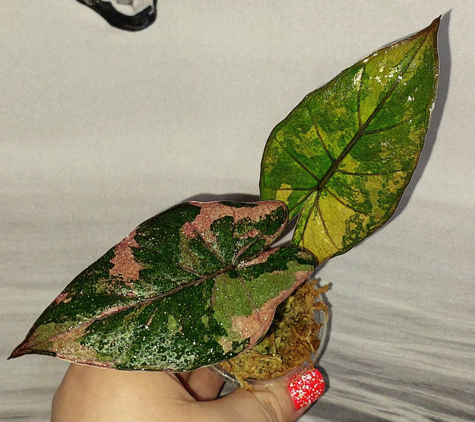 Алоказия Плюмбея Нигра Вариегатная (фото из интернета)