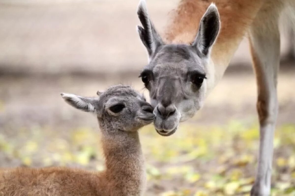    В нижегородском зоопарке «Лимпопо» у ланей и гуанако появились детеныши