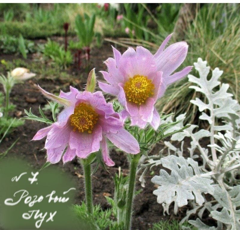 Номер и название «Розовый Пух» — это придумала я сама.