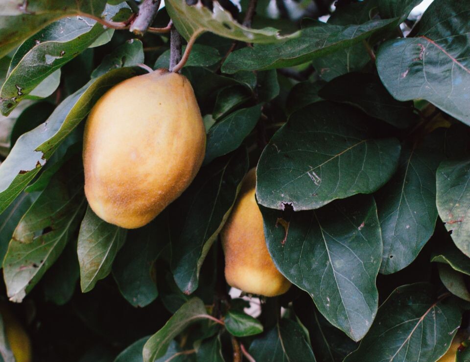    Манго. Источник: unsplash.com