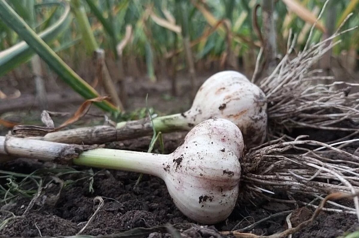    Агроном Арефьев: +7°С будет лучшей температурой для высадки чеснока