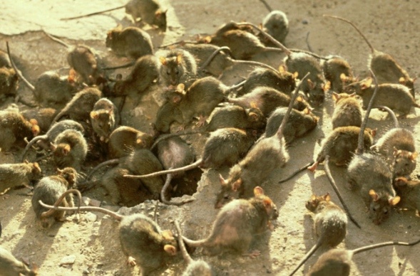 Мыши Калхуна