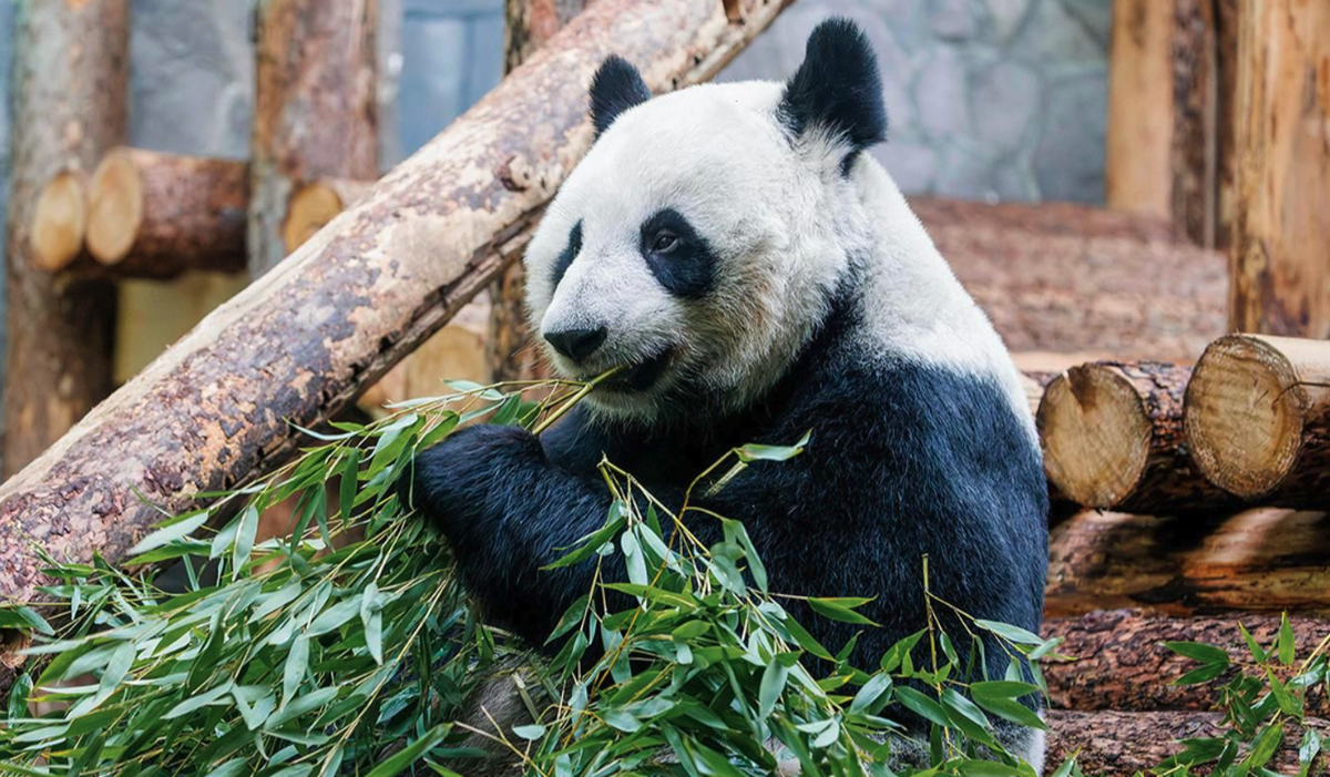    Фото: Олег Сосницкий / Mos.ru