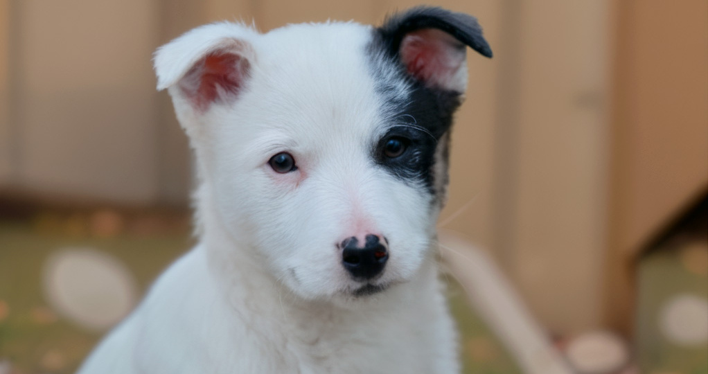 Снежный пес и Дед Мороз