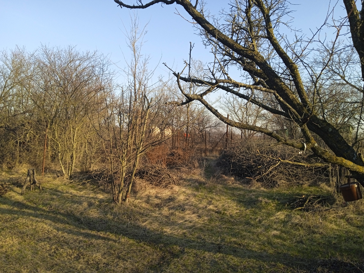 Так выглядела эта часть участка весной 2024-го. Позади больших веток дерева справа виднеется та самая куча.