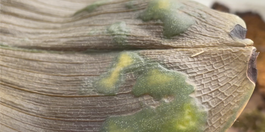 Когда орхидея замерзла в сопли...