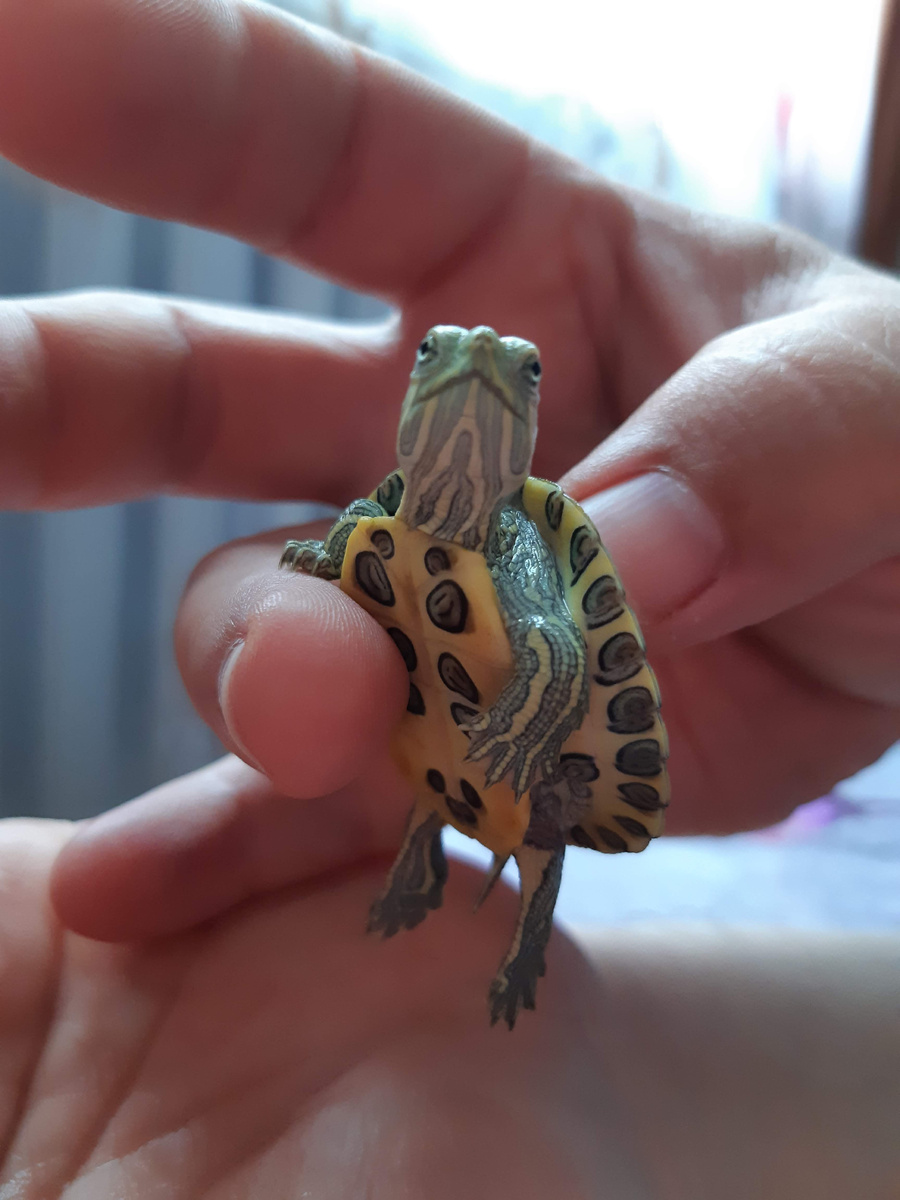 Фото в день покупки черепашки