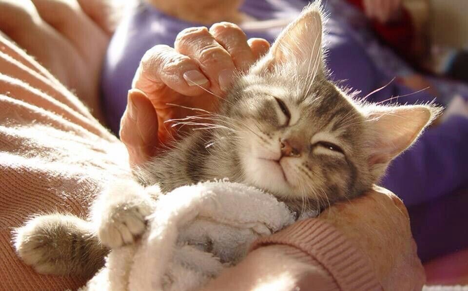 Котик спит на ручках.