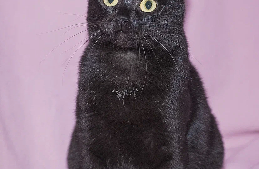 Маркиза. Вечность в приюте потому что черных не выбирают