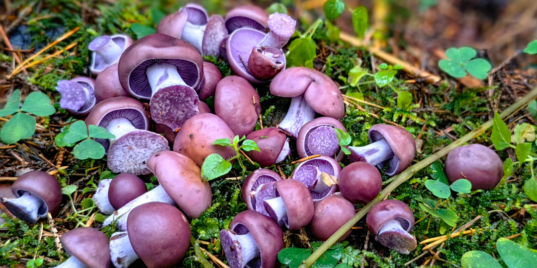 Грибные выходные 18.10.2025. Охота за фиолетовой рядовкой.