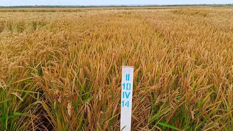    Фото: Госсорткомиссия