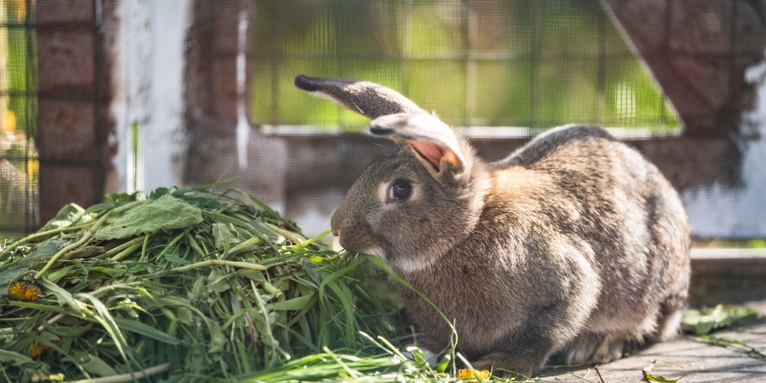 Частые болезни кроликов: лечение и профилактика