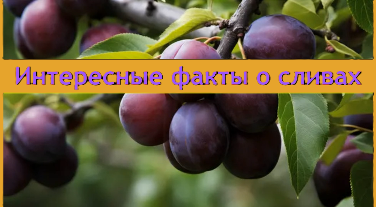 Еда, Спорт, Мифы