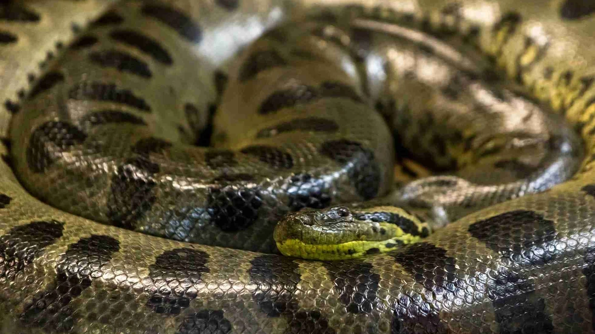 Яндекс-картинки