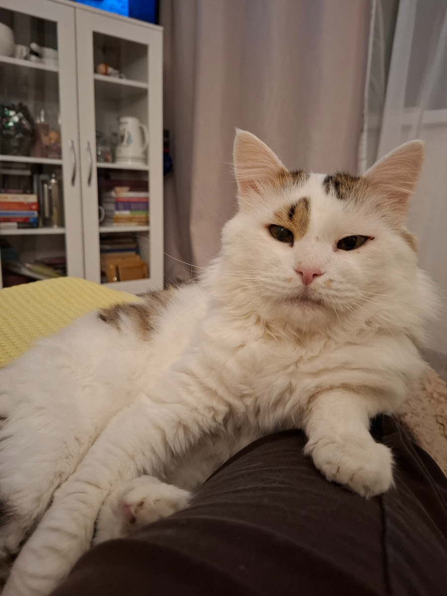 Ну давай, давай рассказывай какая у тебя жисть тяжёлая, сколько деняк ты на нас тратишь 😽 