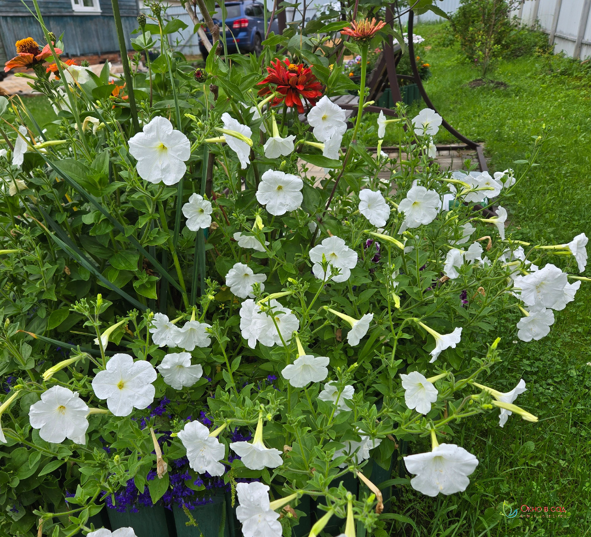 Фото из личного архива автораю Позднее лето