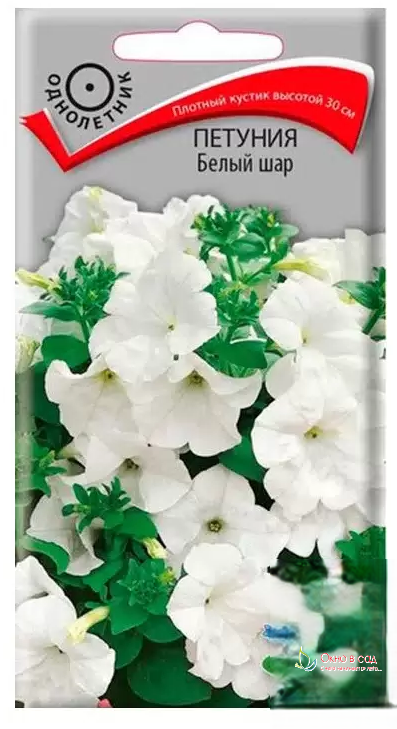 Фото пачки семян