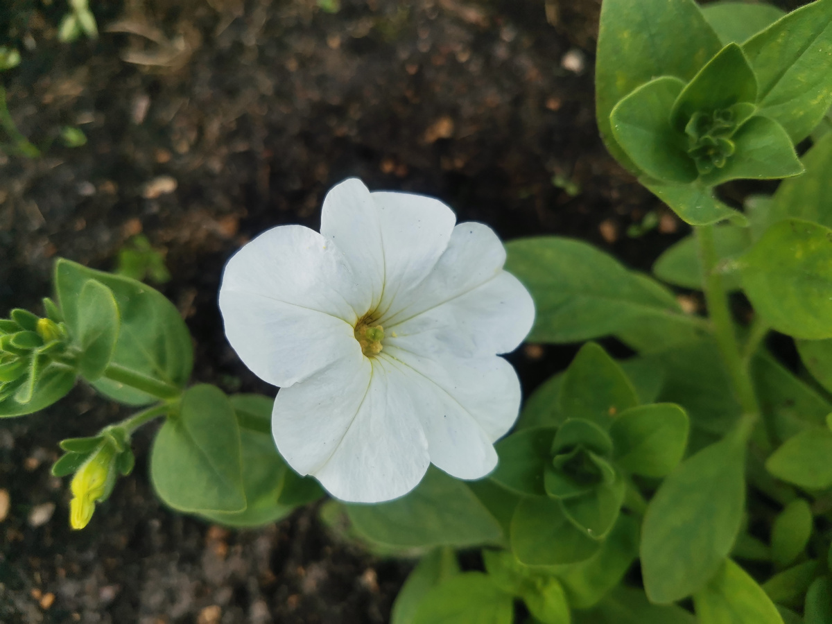 Первый цветок