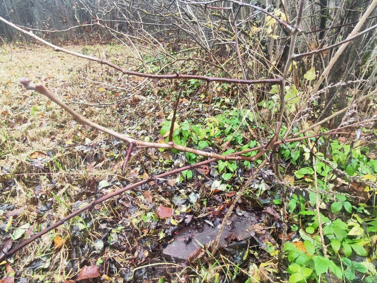 Иголки очень острые и могут быть еще больше