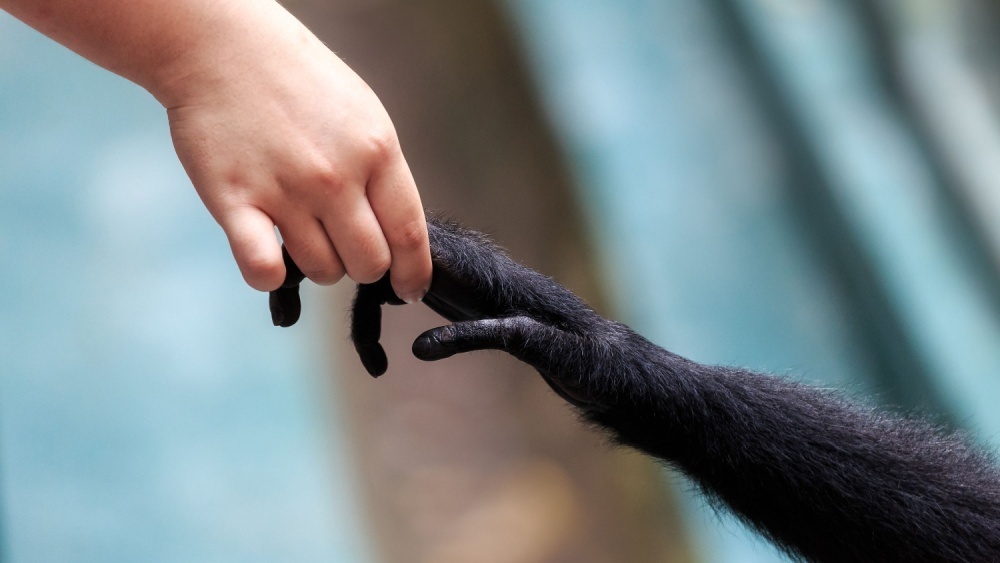     Фото: Dennis van de Water/Shutterstock/FOTODOM