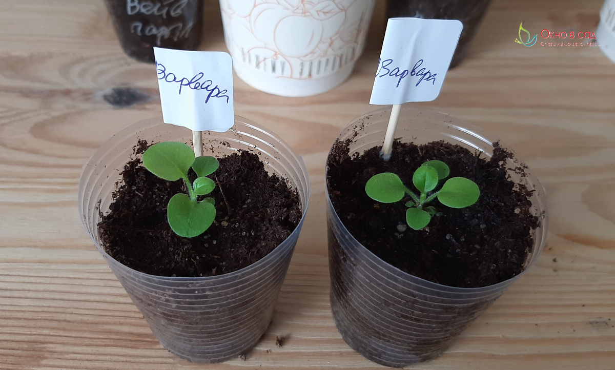 Рассада две недели