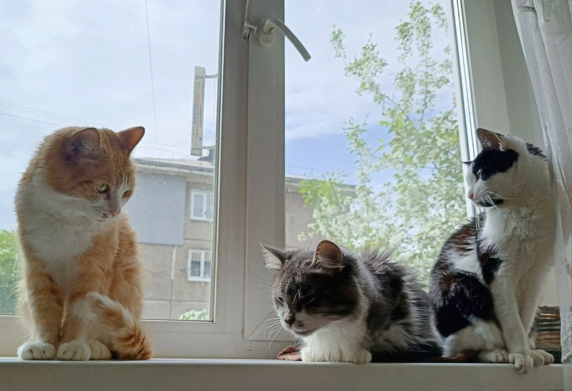 Мой банда "Три хвоста"