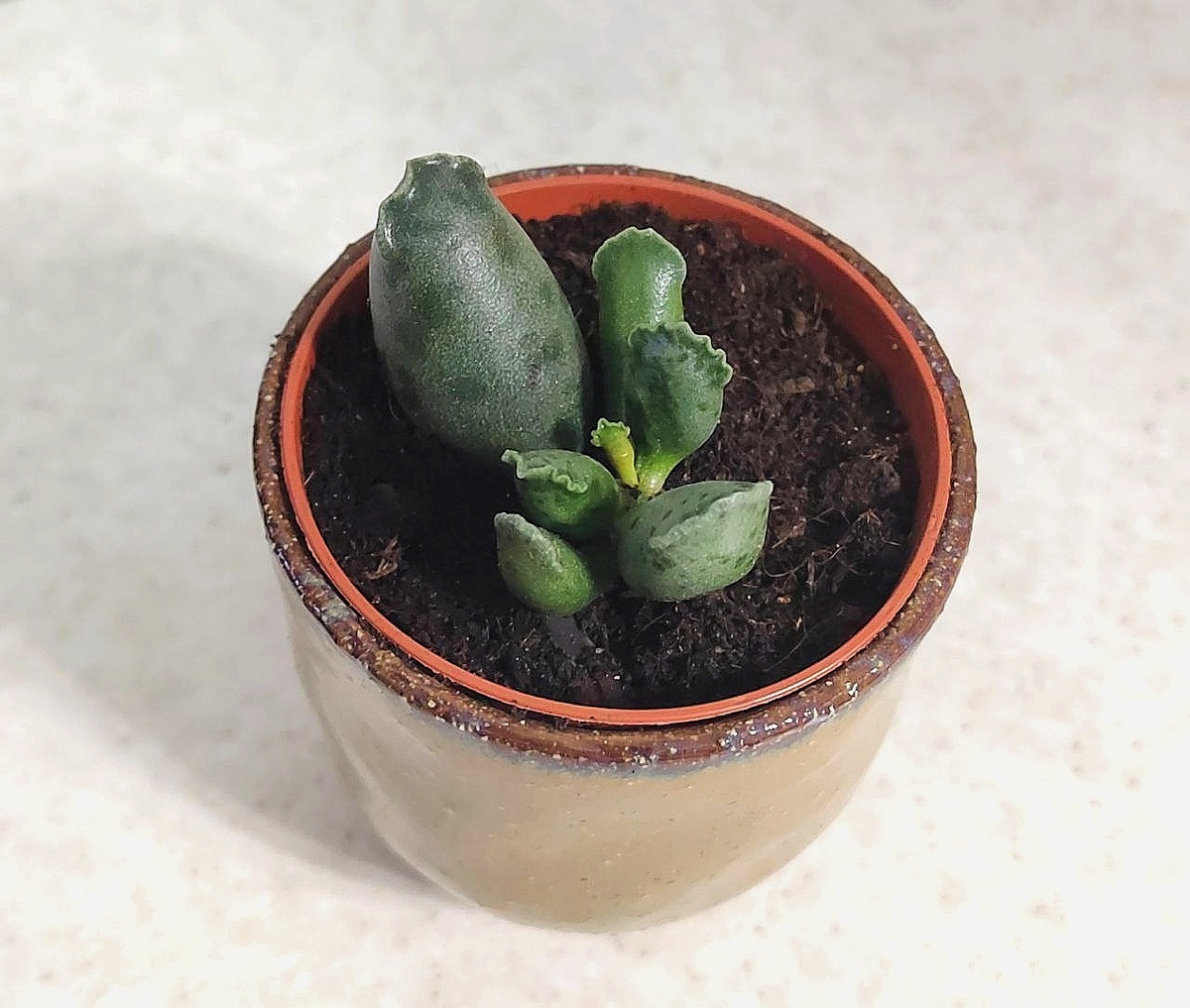 Лист, который я нашла самый большой. Остальное - прирост новых листиков примерно за год. 