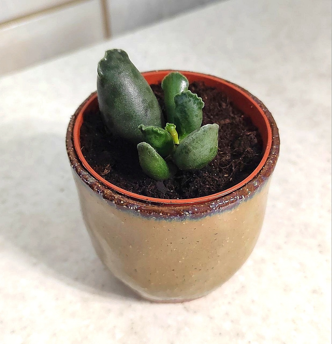 Мой адромискус.