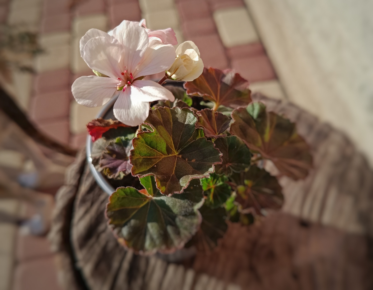 Миниатюрная пеларгония Ирида Фестиваль Красок в лучах осеннего солнышка