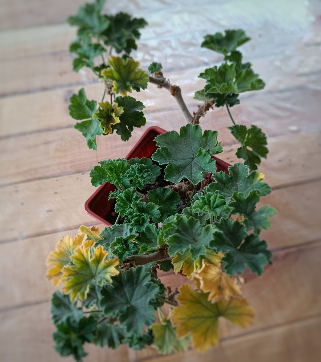 Листья желтеют от резкого уменьшения освещения. Зонартики и зонартиковые гибриды более чувствительны к недостатку света. На фото пеларгония ИВ Дафна