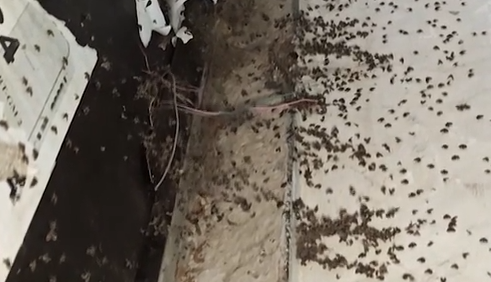     Красноярскую пятиэтажку заполонили мухи-бабочницы