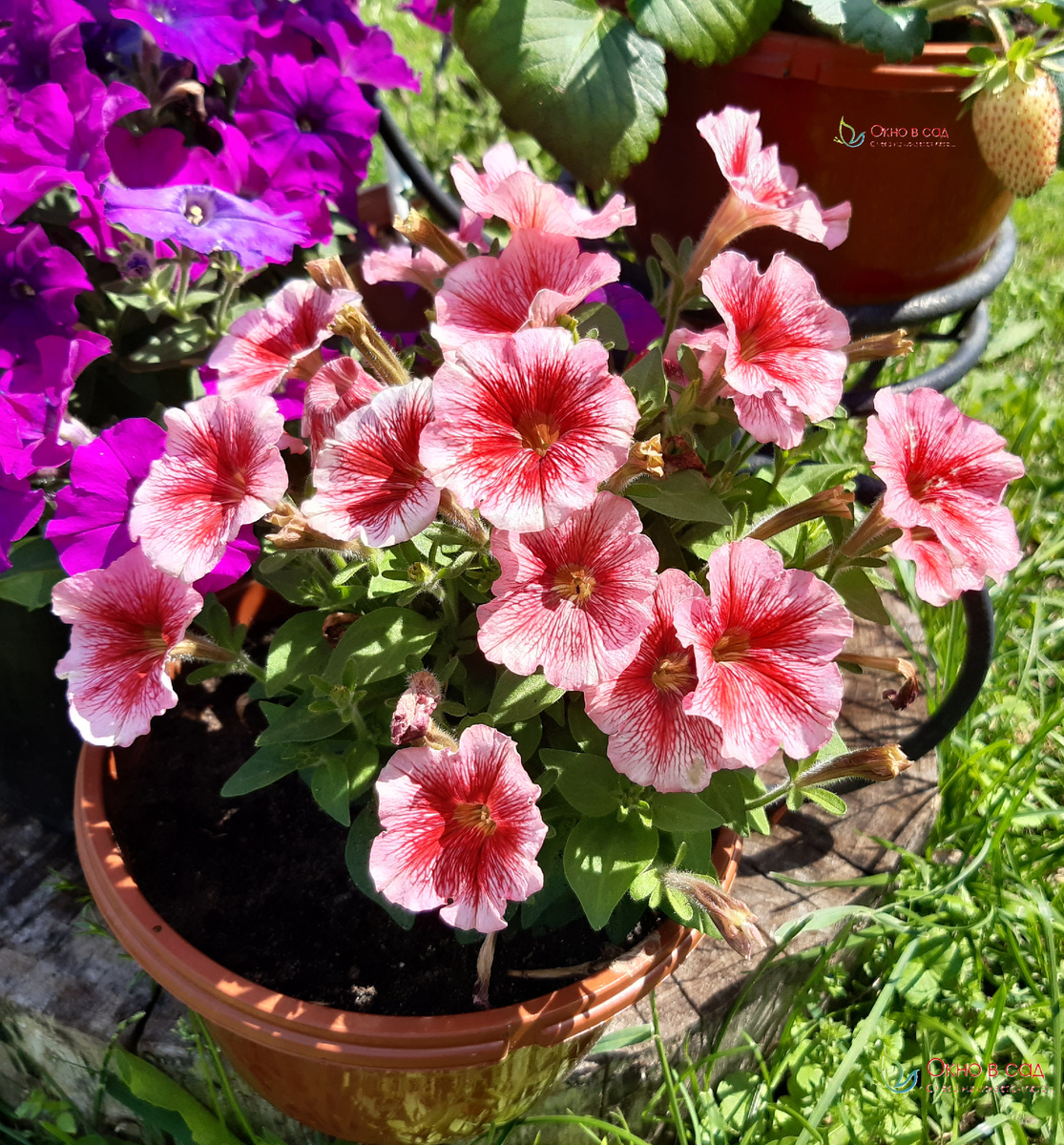 Фото из личного архива автора. Красный карлик