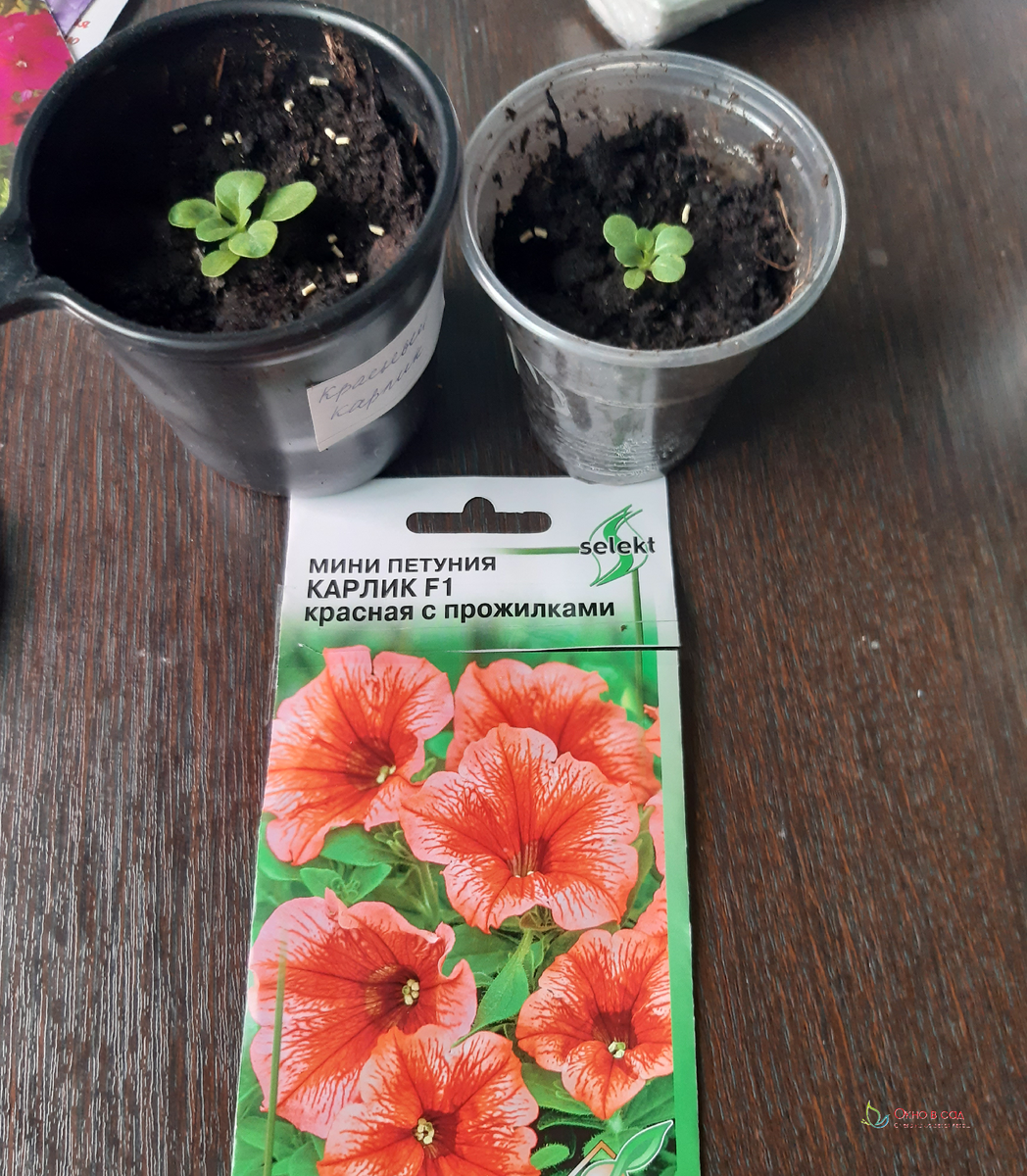 Семена фирмы Дом семян.