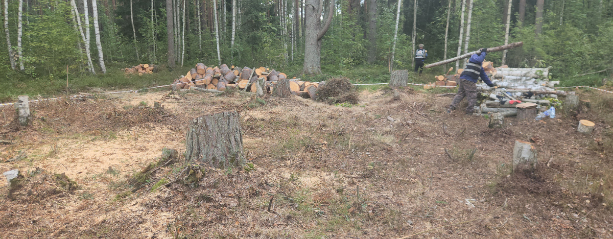 спил деревьев