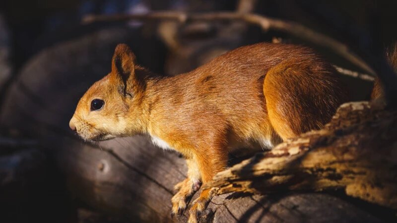     Алтайская белка-телеутка в Крыму, 2025 год. Андрей Чумаченко