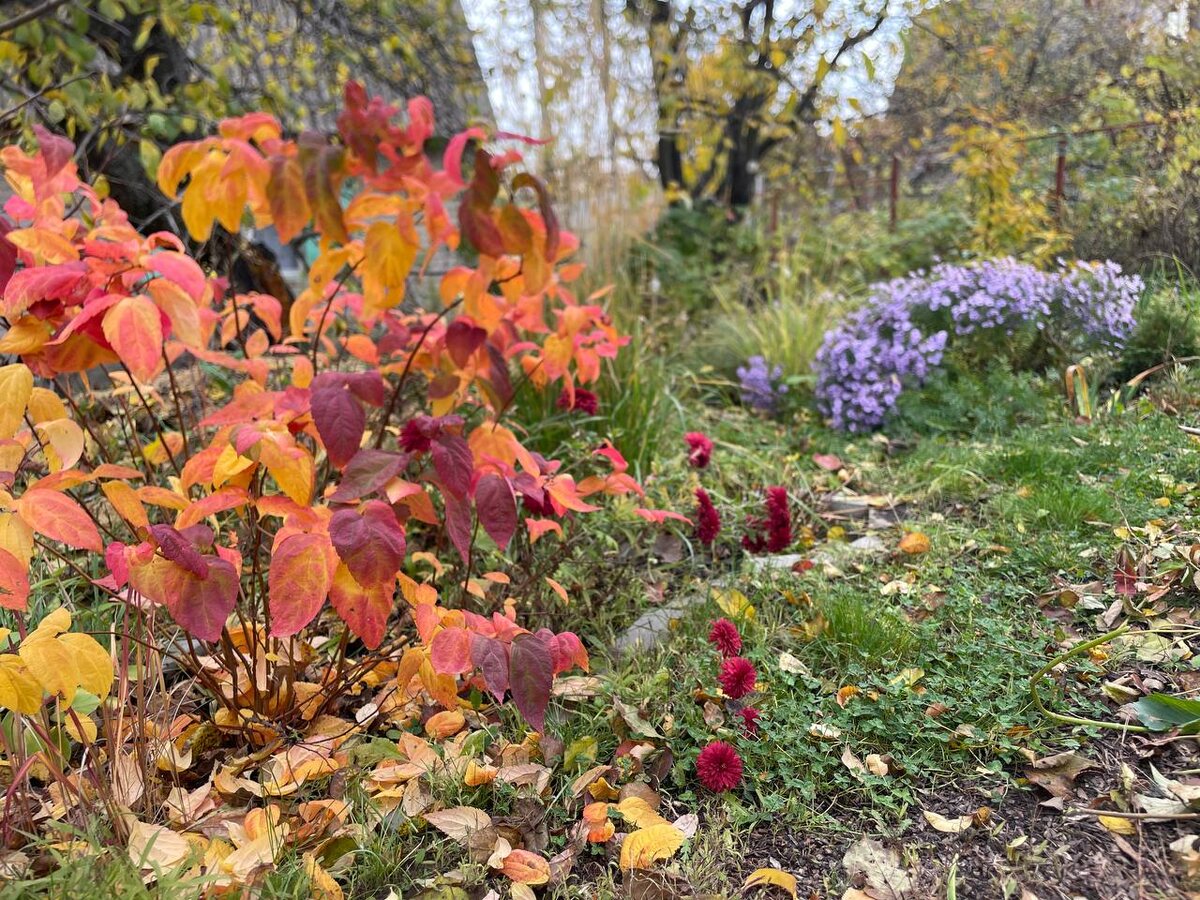 Спирея макрофилла - звезда этой осени