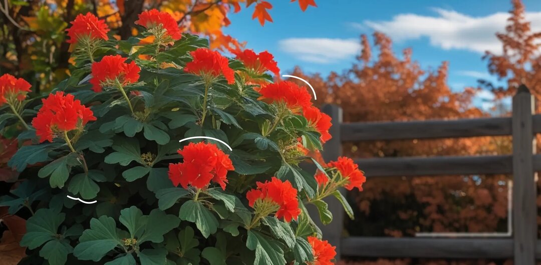 Как я черенкую герань, чтобы она всегда приживалась: простой способ без теплицы и стимуляторов