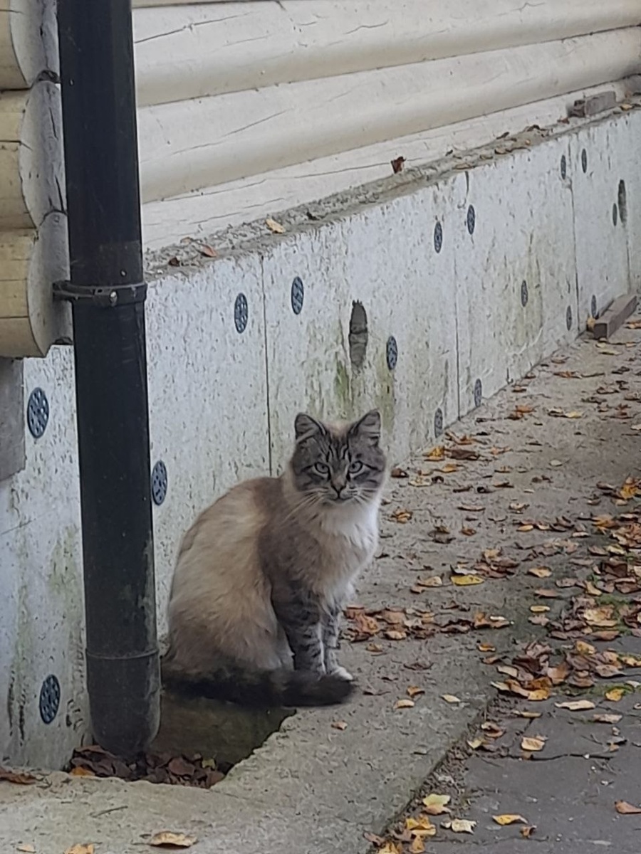 Красивый бездомный котик