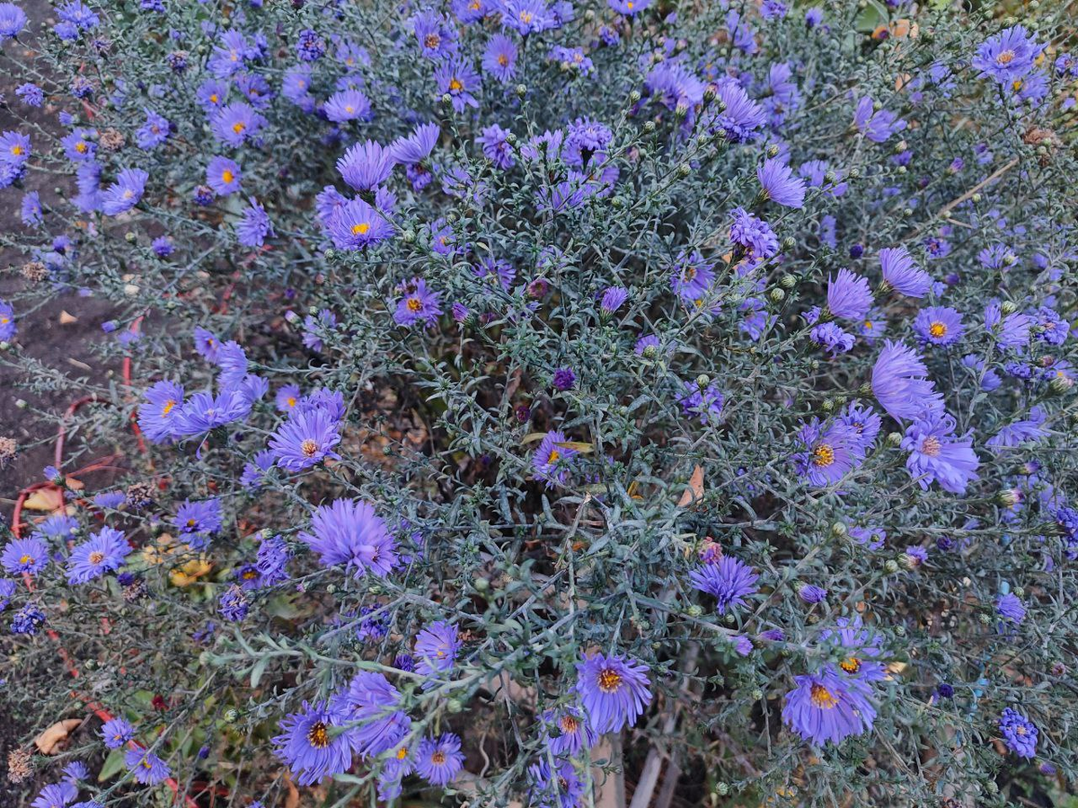 Фото автора.