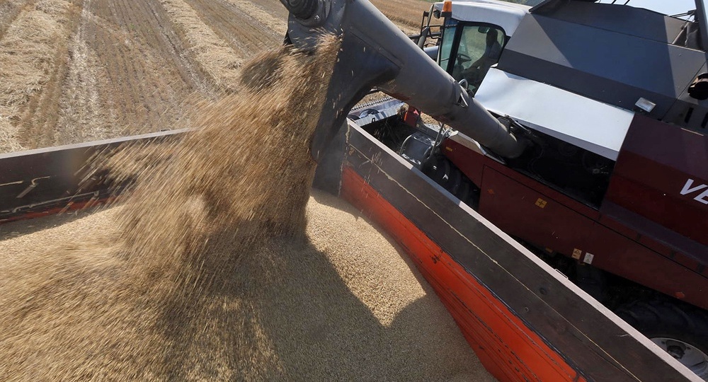Почему курганские фермеры не могут продать зерно