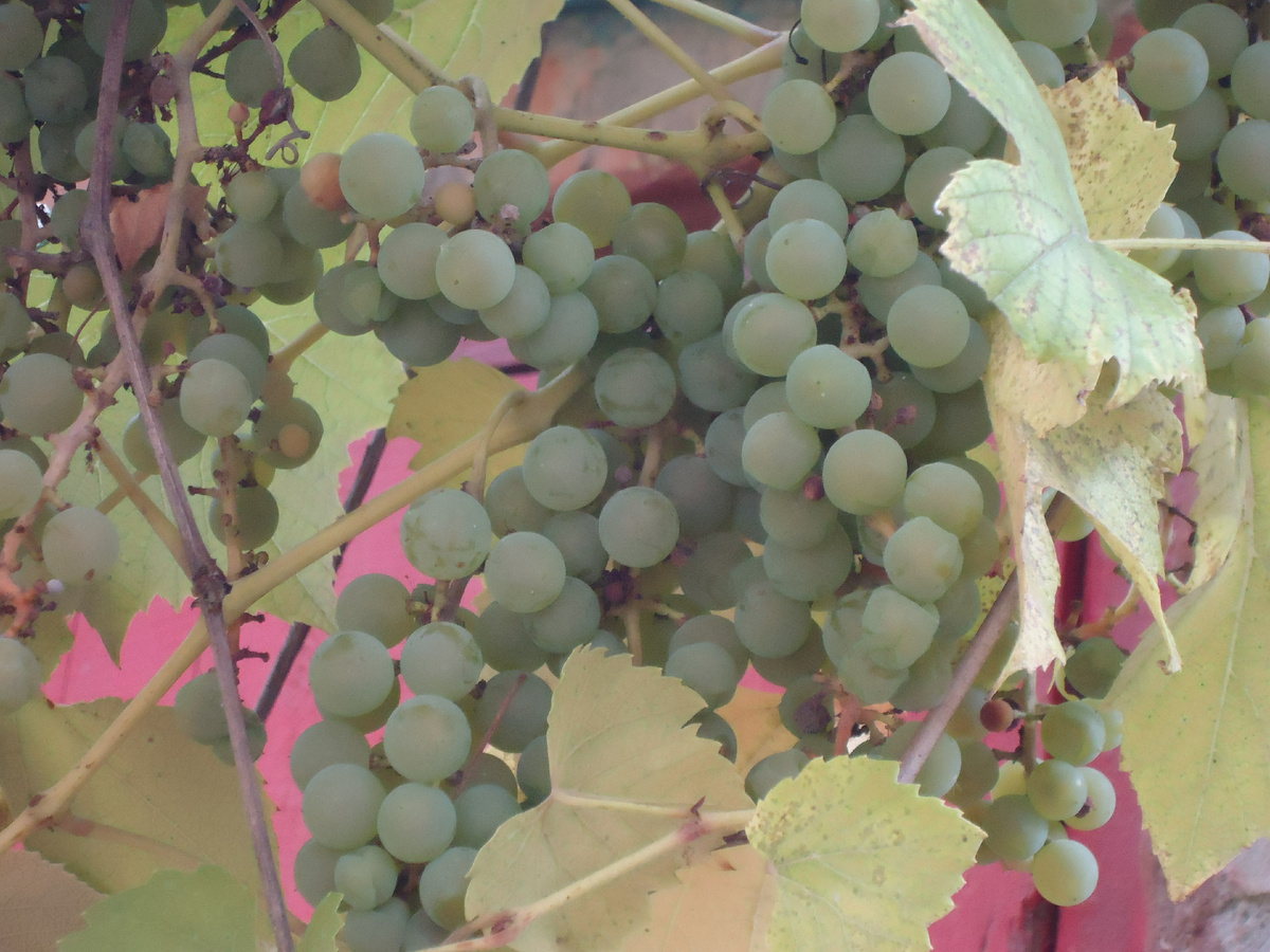 Зелёный виноград с моей дачи - продукт летней тени. Из архива автора.
