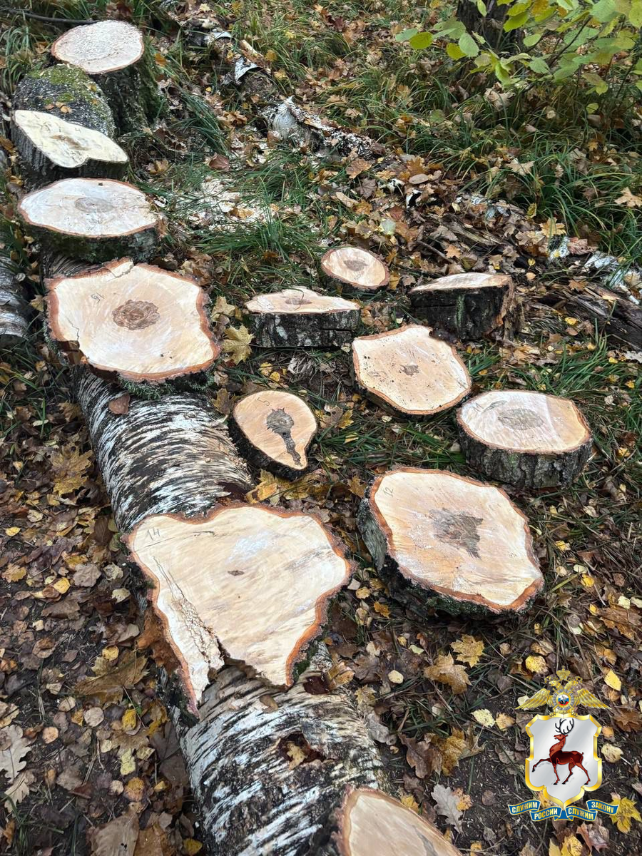    Кстовчанин ответит за спил 16 деревьев ради полосы препятствий.