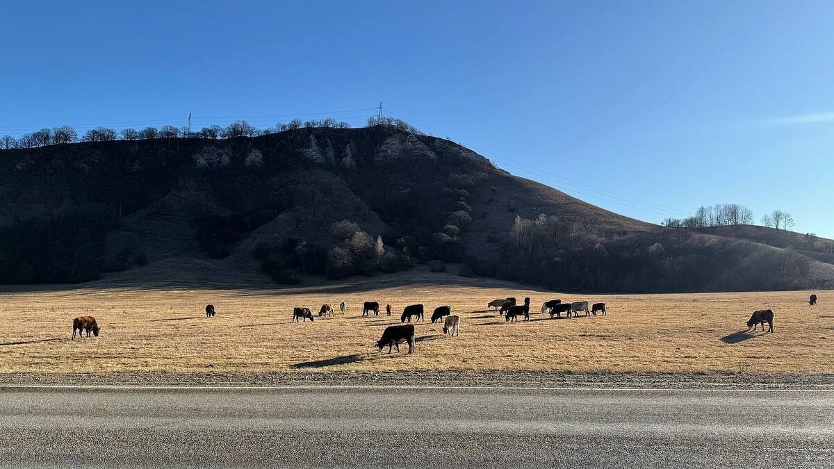    Фото: телеканал «Краснодар»