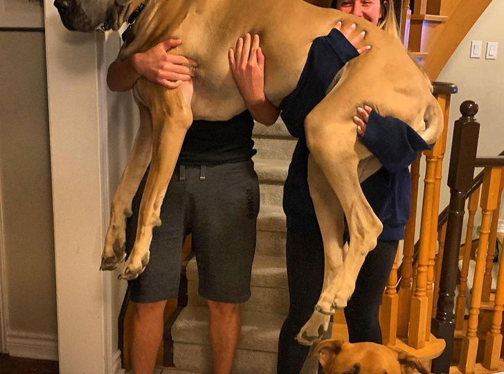 20+ питомцев, которые превратились из малюток в пушистых гигантов