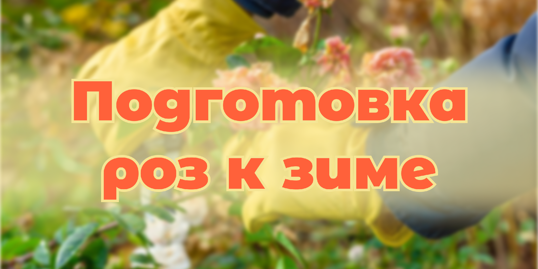 🌹❄️Как подготовить розы к зиме: пошаговое руководство для садоводов📝❣️