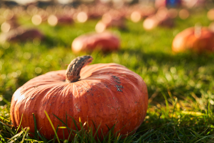 Больше всего пользы в запечённой тыкве / Изображение от serhii_bobyk на freepik