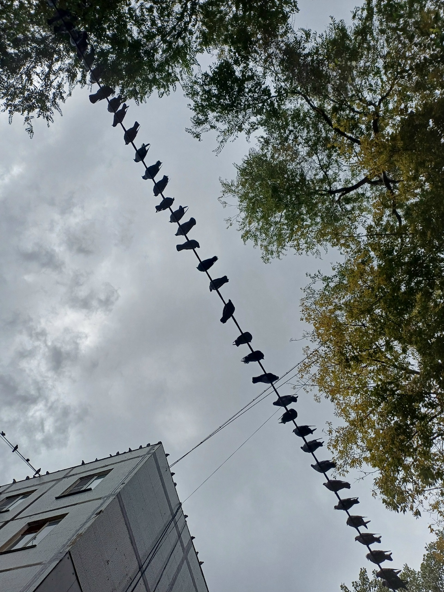 собрание перед дальней дорогой