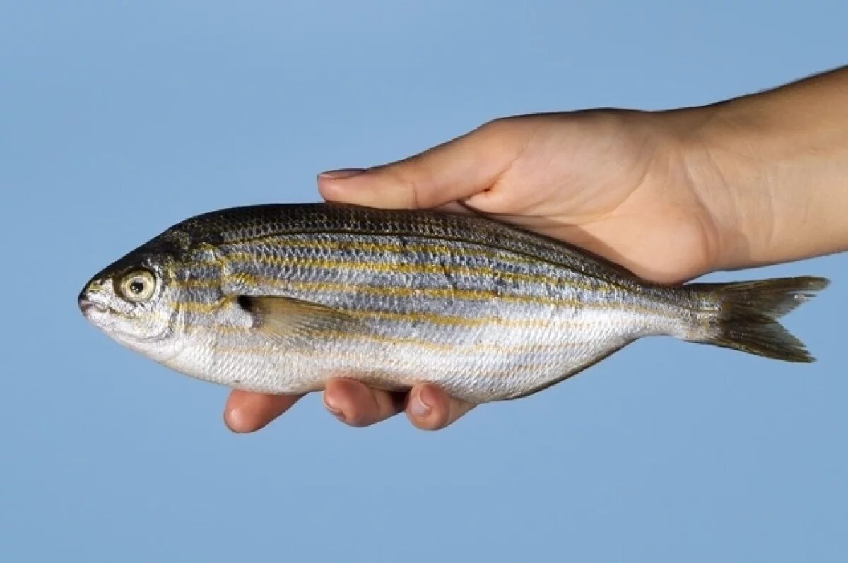    Экспорт рыбной продукции в Казахстан увеличился из Новосибирской области