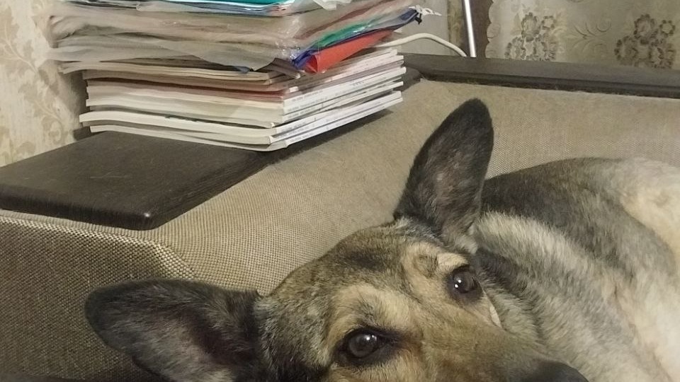 Утро, наполненное добром: 5 лет счастья «волчонка» Ариши