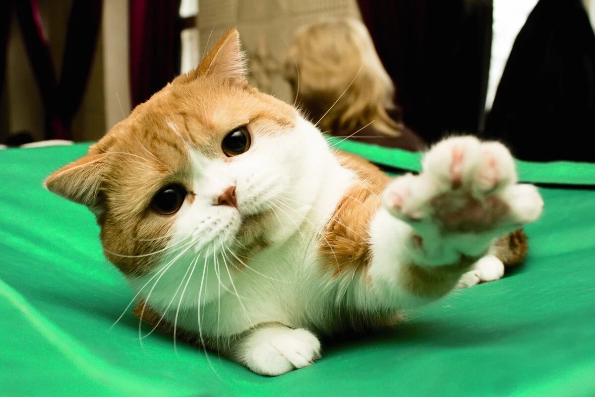    В Саратове ищут сотрудника на выставку мировых кошек